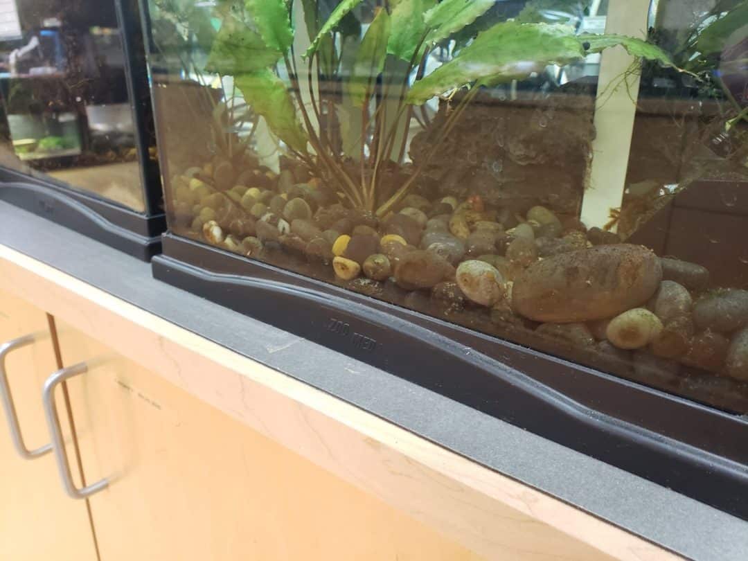 08640GALSCRN Screen Tank Top for 40 Gallon Tanks Zoo Med Laboratories, Inc.