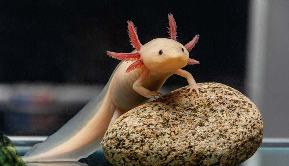 Axolotl zoo med laboratories inc 