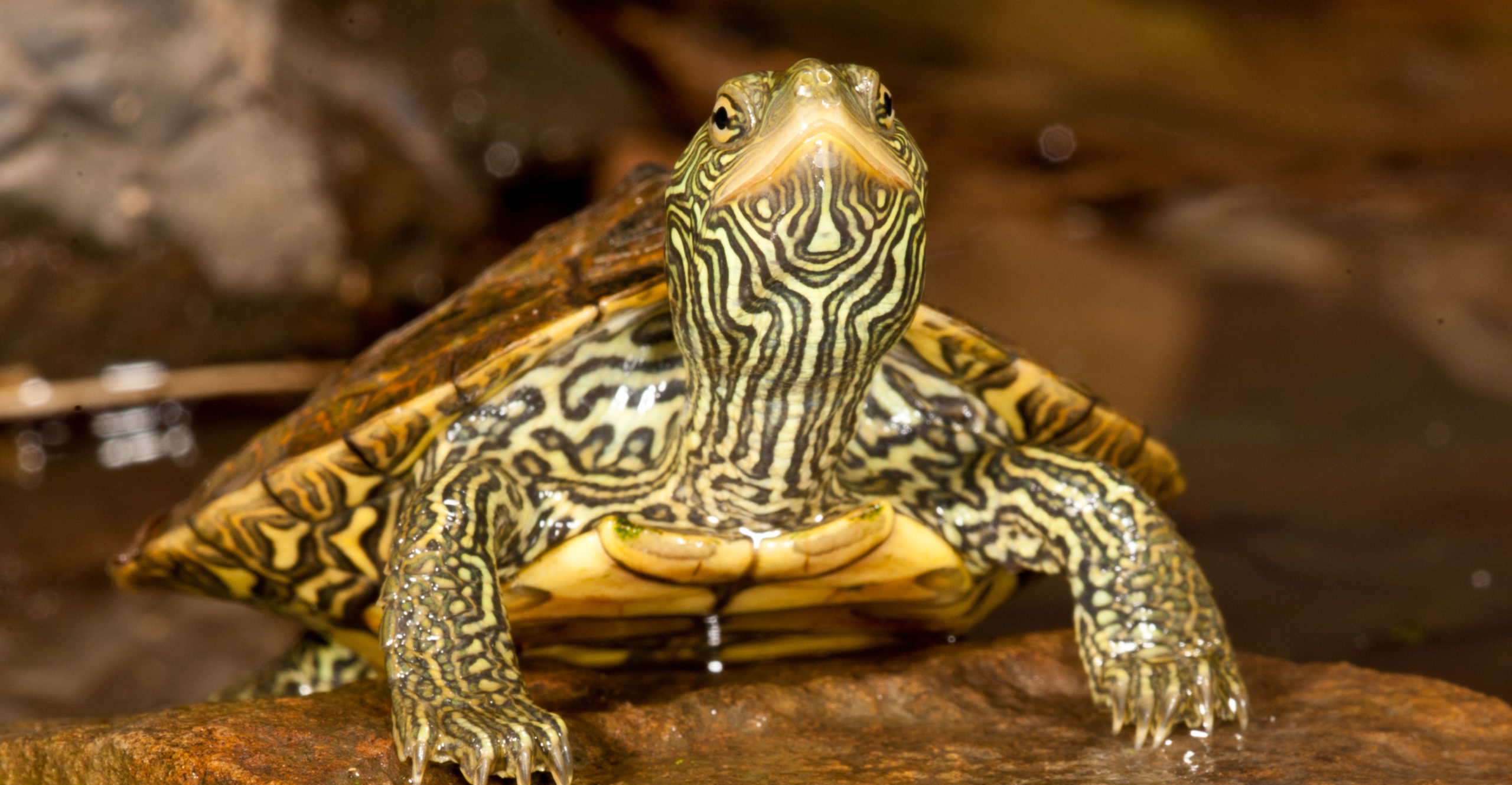 Map Turtle | Zoo Med Laboratories, Inc.