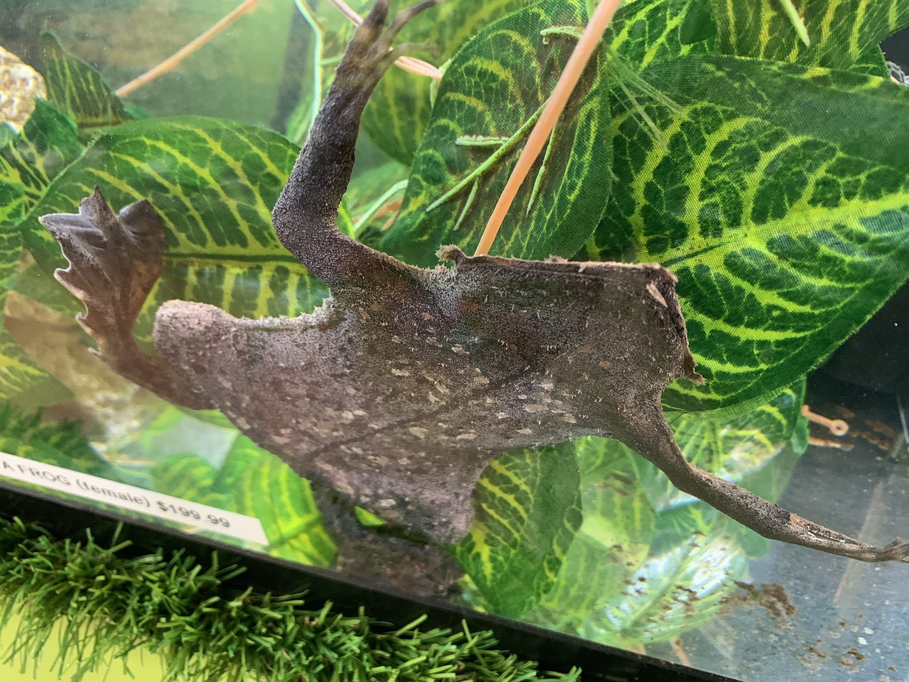 Wholesale exotic hotsell pets midlothian va