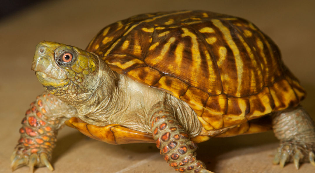 North American Box Turtle | Zoo Med Laboratories, Inc.